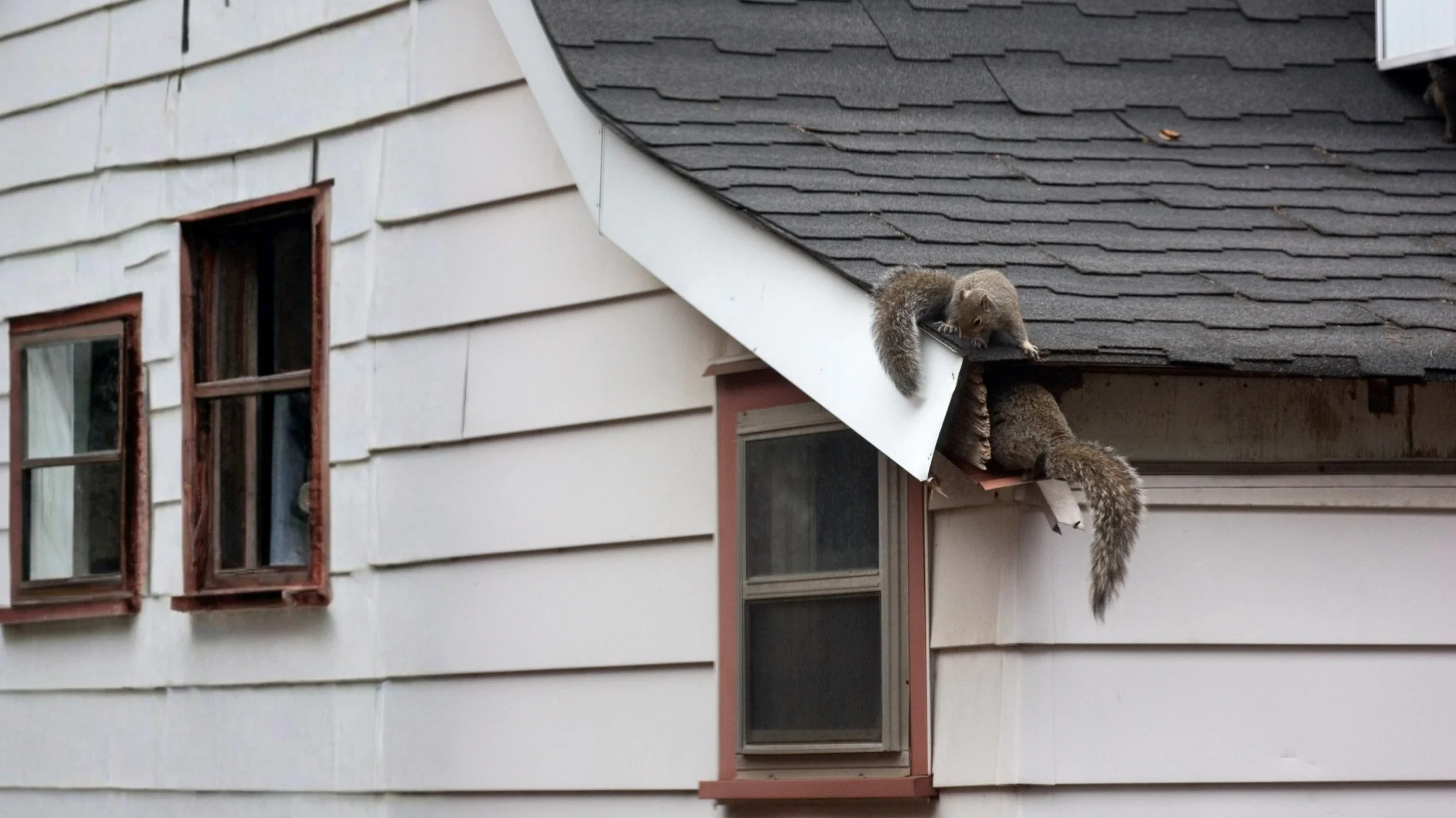 Signs You Need Squirrel Removal From Your Attic