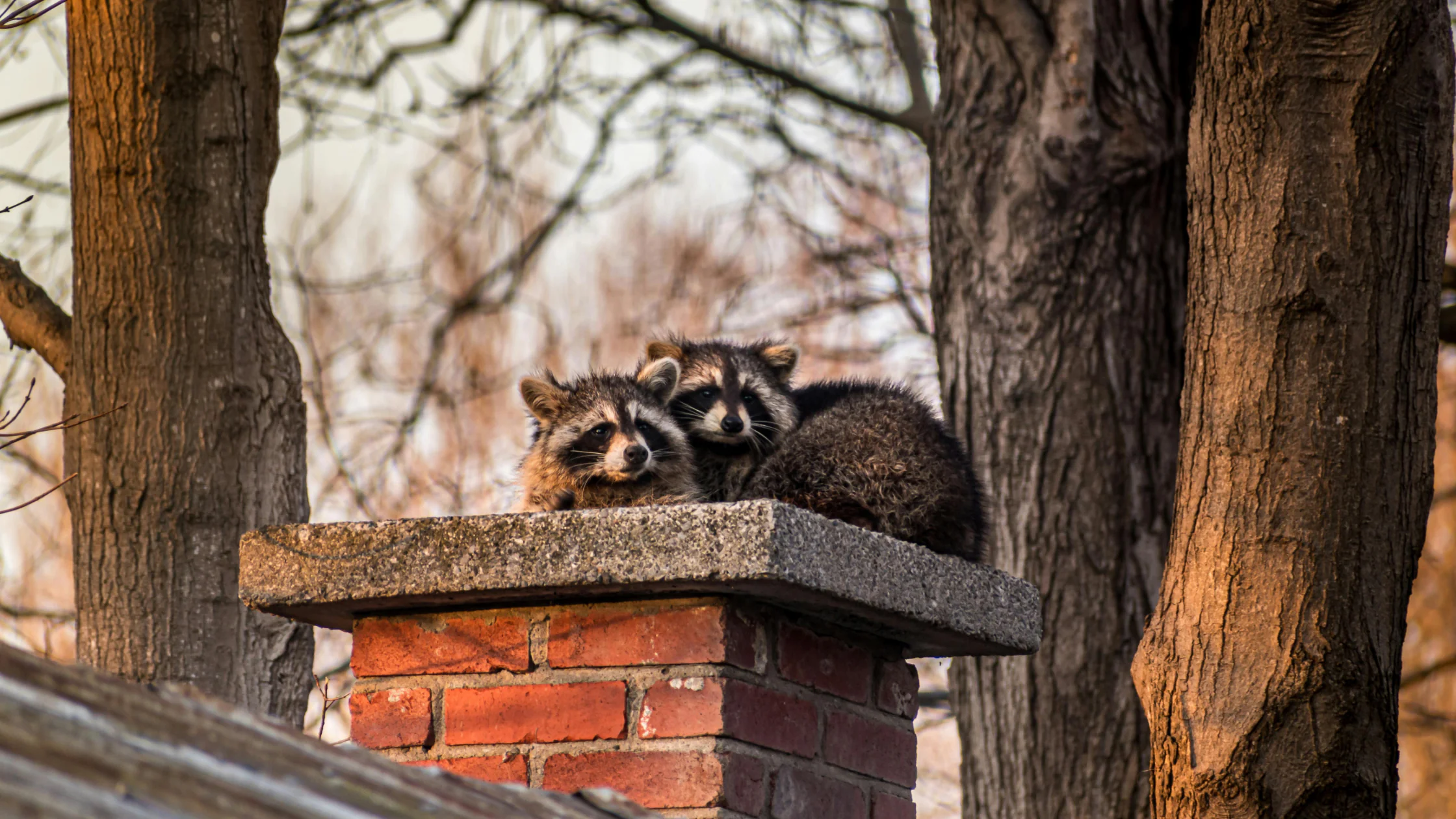 Raccoon Removal 101: What's Attracting Them?
